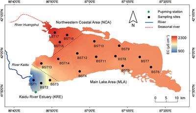 Salinity-Linked Denitrification Potential in Endorheic Lake Bosten (China) and Its Sensitivity to Climate Change